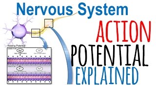 Action potential explained [upl. by Forward]