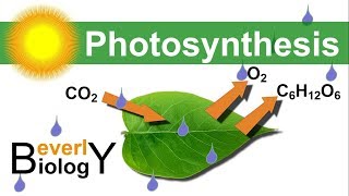 Photosynthesis in detail [upl. by Wat]