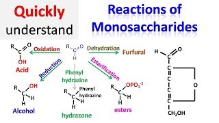 Reactions of monosaccharides [upl. by Lawton]