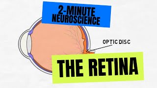 2Minute Neuroscience The Retina [upl. by Nylidnam798]