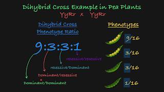 Dihybrid Cross Explained [upl. by Conger]