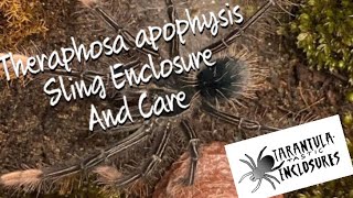 Theraphosa apophysis sling care [upl. by Ocin]