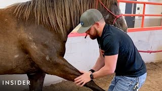 How A Horse Chiropractor Does Adjustments [upl. by Nekcerb929]