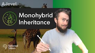 Monohybrid Inheritance  A Level Biology Revision [upl. by Chak]