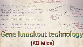 Knockout technology KO Mice  biotechnology notes  medical notes [upl. by Mavis]