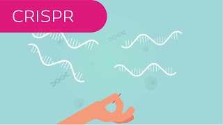 CRISPR in 4 Minuten erklärt [upl. by Aronow961]