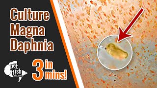 How to culture DAPHNIA MAGNA  The easy way [upl. by Hagi954]