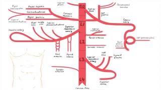 Abdominal Aorta Branches [upl. by Alag]