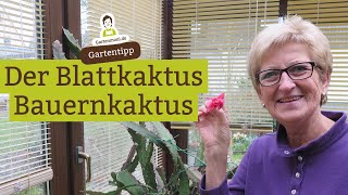 Blattkaktus  Bauernkaktus Epiphyllum pflegen düngen vermehren [upl. by Aindrea]