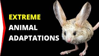 8 Animals That Live In Extreme Environments [upl. by Swartz]