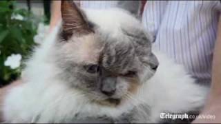 Weird cat with two faces breaks Guinness world record [upl. by Ber489]