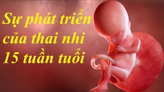 Thai nhi 15 tuần tuổi phát triển như thế nào [upl. by Fosdick330]