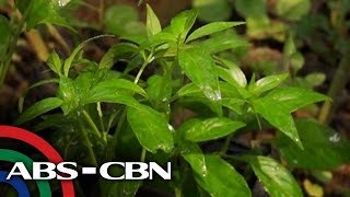 Salamat Dok Health benefits of Serpentina  Cure Mula sa Nature [upl. by Ysdnyl]