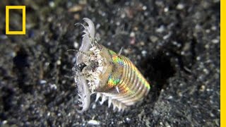 This Creepy Worm Pulls Its Prey Deep Under the Ocean Floor  National Geographic [upl. by Nayllij717]