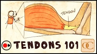 The Basic Science of Tendons amp Tendinitis [upl. by Esserac]