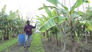 Five Layer Farming  Subash Palekar Method  Farm Natura Stories [upl. by Yruam]