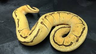 Ball Python Morphs 8 Orange Dreams and Super ODs [upl. by Kristy]