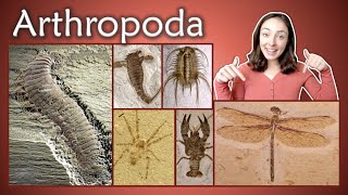 Arthropoda Pt 1 Chelicerata Crustacea Insecta Myriapoda Invertebrate Paleontology  GEO GIRL [upl. by Ardnua]