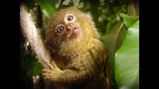 Pygmy Marmoset  Funny Little Monkey [upl. by Stockwell231]