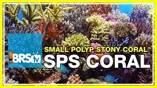 Week 37 Small Polyp Stony corals SPS selection care amp placement  52 Weeks of Reefing [upl. by Mond]