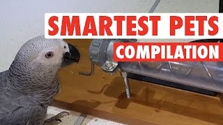 Smartest Pets Ever  Super Smart Pets Compilation [upl. by Bathulda585]