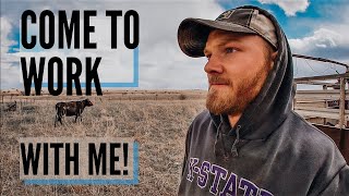 DAY IN THE LIFE of a Cattle Rancher [upl. by Standish382]