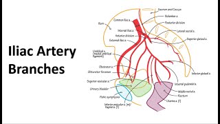 Pelvic Arteries Memory Tricks [upl. by Danit]