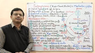 Diabetes Mellitus Part10 Mechanism of Action of Sulfonylurease  Antidiabetic Drugs  Diabetes [upl. by Shulamith]