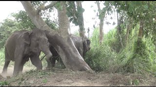 Elephants off their chain for the first time Full HD  ElephantNews [upl. by Colligan]