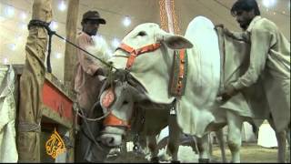 Pakistans Karachi hosts Asias largest cattle market [upl. by Gudrun]