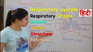 Respiratory system anatomy amp physiology in hindi  Organs  structure  functions [upl. by Oicneserc]