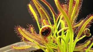 Drosera Capensis time lapse eating a fly HD with a surprise [upl. by Marola]