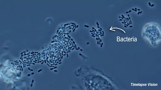 Immune Cells Eating Bacteria Phagocytosis [upl. by Neff]