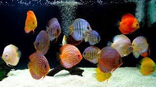 Thousands of Discus at this Professional Hatchery [upl. by Ellenehs583]