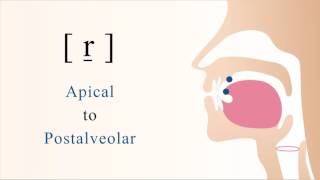 r̠  voiced apical postalveolar trill [upl. by Adnal631]