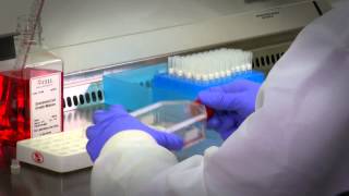 Primary Cell Culture Protocols amp Guidance [upl. by Malim]