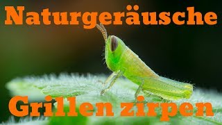 Naturgeräusche Grillen zirpen [upl. by Crissie]