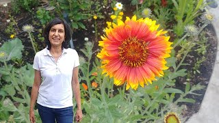 Growing blanket flowers from seeds with updates [upl. by Ahsiad]