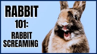 Rabbit 101 Rabbit Screaming [upl. by Lust331]