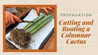 How to Cut and Root a Columnar Cactus [upl. by Ericksen]