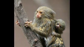 Pygmy Marmosets in the Wild [upl. by Ixela]