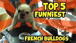 TOP 5 OF THE BEST FRENCH BULLDOG VIDEOS [upl. by Akanke]