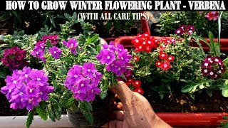 How To Grow Flower Plants At HomeVerbena [upl. by Eikin153]