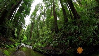 Counting species in Californias Muir Woods [upl. by Gisella]