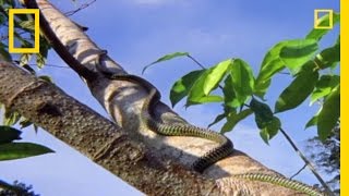 Flying Snake Hunts Leaping Lizard  National Geographic [upl. by Nahtanod]