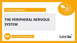 Peripheral Nervous System  Biopsychology  AQA A Level Psychology [upl. by Jarin670]