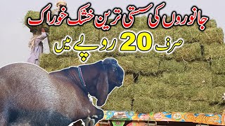 Alfalfa Hay Available in Sahiwal Punjab PakistanDry Feed For Goats 21 December 2024 [upl. by Misaq860]