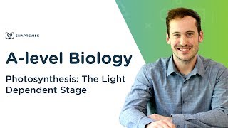 Photosynthesis The Light Dependent Stage  Alevel Biology  OCR AQA Edexcel [upl. by Llebpmac]