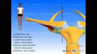 Lépaule  articulation sternocostoclaviculaire [upl. by Valera109]