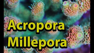 Acropora Millepora [upl. by Atik]